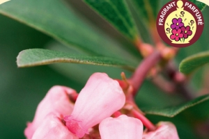 Arctostaphylos 'Vancouver Jade'